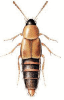 +bug+insect+pest+Lordithon+ clipart