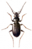 +bug+insect+pest+Loricera+ clipart