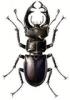 +bug+insect+pest+Lucanus+ clipart