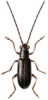 +bug+insect+pest+Luperus+ clipart