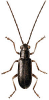 +bug+insect+pest+Luperus+ clipart