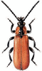 +bug+insect+pest+Lygistopterus+ clipart