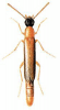 +bug+insect+pest+Lymexylon+ clipart