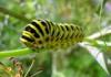+bug+insect+pest+Papilio+machaon+Swallowtail+caterpillar+ clipart