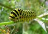 +bug+insect+pest+Papilio+machaon+Swallowtail+caterpillar+ clipart