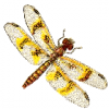 +bug+insect+pest+amber+wing+dragonfly+female+ clipart