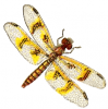 +bug+insect+pest+amber+wing+dragonfly+female+ clipart