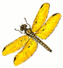 +bug+insect+pest+amber+wing+male+ clipart