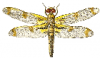 +bug+insect+pest+bandoo+dragon+fly+ clipart