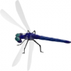 +bug+insect+pest+blue+dragonfly+ clipart
