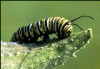 +bug+insect+pest+catterpillar+Monarch+ clipart