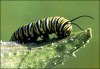 +bug+insect+pest+catterpillar+Monarch+ clipart