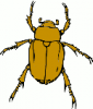 +bug+insect+pest+chafer+bug+ clipart