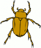 +bug+insect+pest+chafer+bug+ clipart