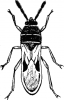 +bug+insect+pest+chinch+bug+ clipart