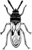 +bug+insect+pest+chinch+bug+ clipart