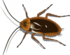 +bug+insect+pest+cockroach+ clipart