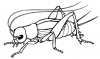 +bug+insect+pest+cricket+ clipart