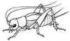 +bug+insect+pest+cricket+ clipart