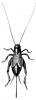 +bug+insect+pest+cricket+black+ clipart