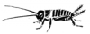 +bug+insect+pest+cricket+dark+ clipart