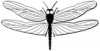 +bug+insect+pest+dragonfly+3+ clipart
