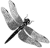 +bug+insect+pest+dragonfly+4+ clipart