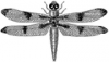 +bug+insect+pest+dragonfly+ clipart