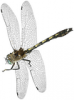 +bug+insect+pest+dragonfly+flying+ clipart