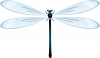 +bug+insect+pest+dragonfly+fragile+ clipart