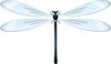 +bug+insect+pest+dragonfly+fragile+ clipart
