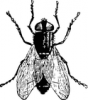 +bug+insect+pest+fly+closeup+ clipart