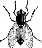 +bug+insect+pest+fly+closeup+ clipart