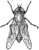 +bug+insect+pest+gadfly+ clipart