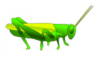 +bug+insect+pest+grasshopper+02+ clipart