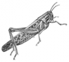 +bug+insect+pest+grasshopper+3+ clipart