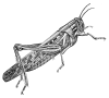 +bug+insect+pest+grasshopper+3+ clipart