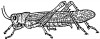 +bug+insect+pest+grasshopper+BW+ clipart