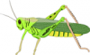 +bug+insect+pest+grasshopper+ clipart