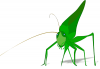 +bug+insect+pest+grasshopper+green+cool+w+shadow+ clipart