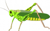 +bug+insect+pest+grasshopper+larger+ clipart