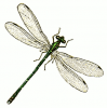 +bug+insect+pest+green+bodied+damselfly+ clipart