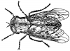 +bug+insect+pest+horsefly+2+ clipart