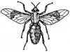 +bug+insect+pest+horsefly+ clipart