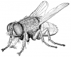 +bug+insect+pest+housefly+2+ clipart