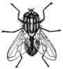 +bug+insect+pest+housefly+3+ clipart