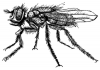 +bug+insect+pest+housefly+ clipart