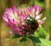 +bug+insect+pest+junebug+on+clover+ clipart