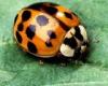 +bug+insect+pest+lady+beetle+Asian+multicolored+Harmonia+axyridis+ clipart