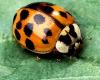 +bug+insect+pest+lady+beetle+Asian+multicolored+Harmonia+axyridis+ clipart